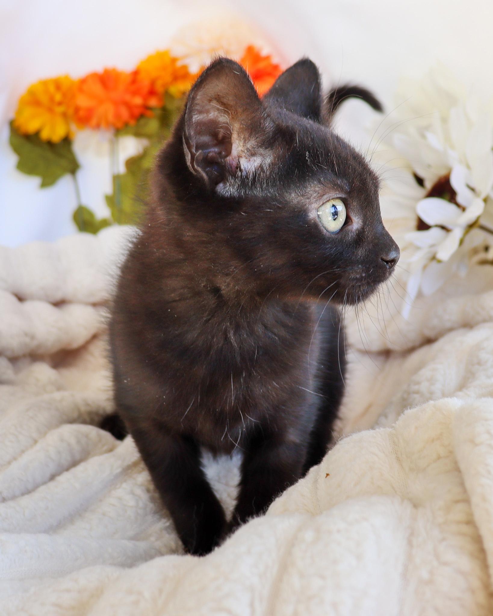 Enlarge Veto (Adoption Pending), an adopted Domestic Short Hair in Ocean Springs, MS image 2/4