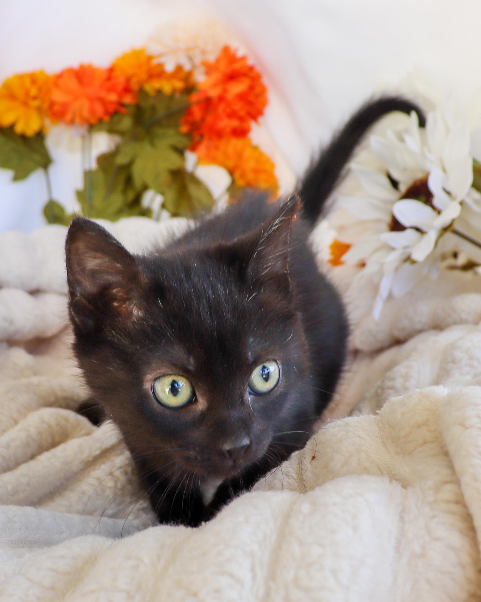 Veto (Adoption Pending), adopted, Kitten Female Domestic Short Hair.