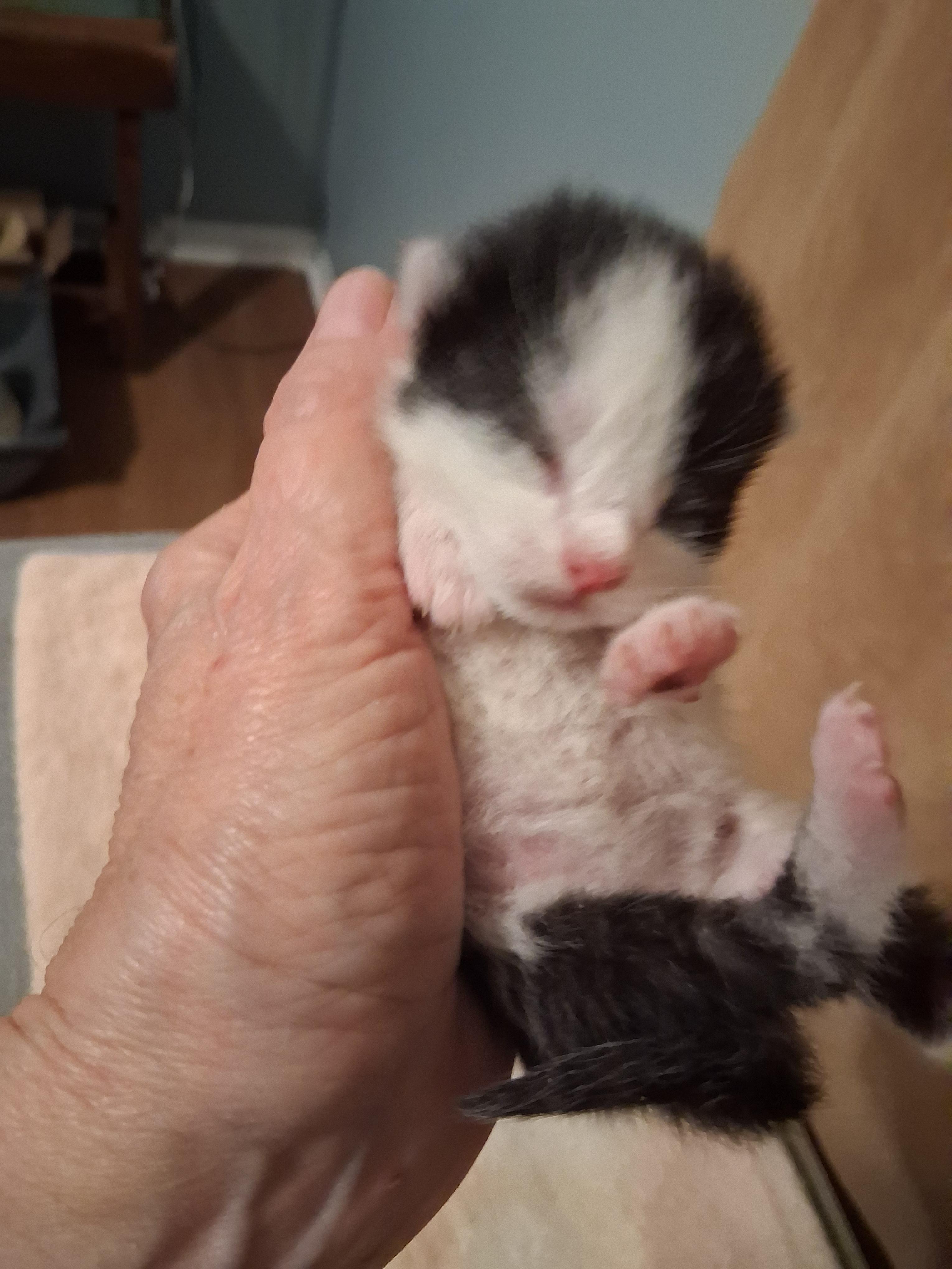 Enlarge BW bicolor male kitten, a ADOPTABLE Domestic Short Hair in Greensboro, NC image 1/2