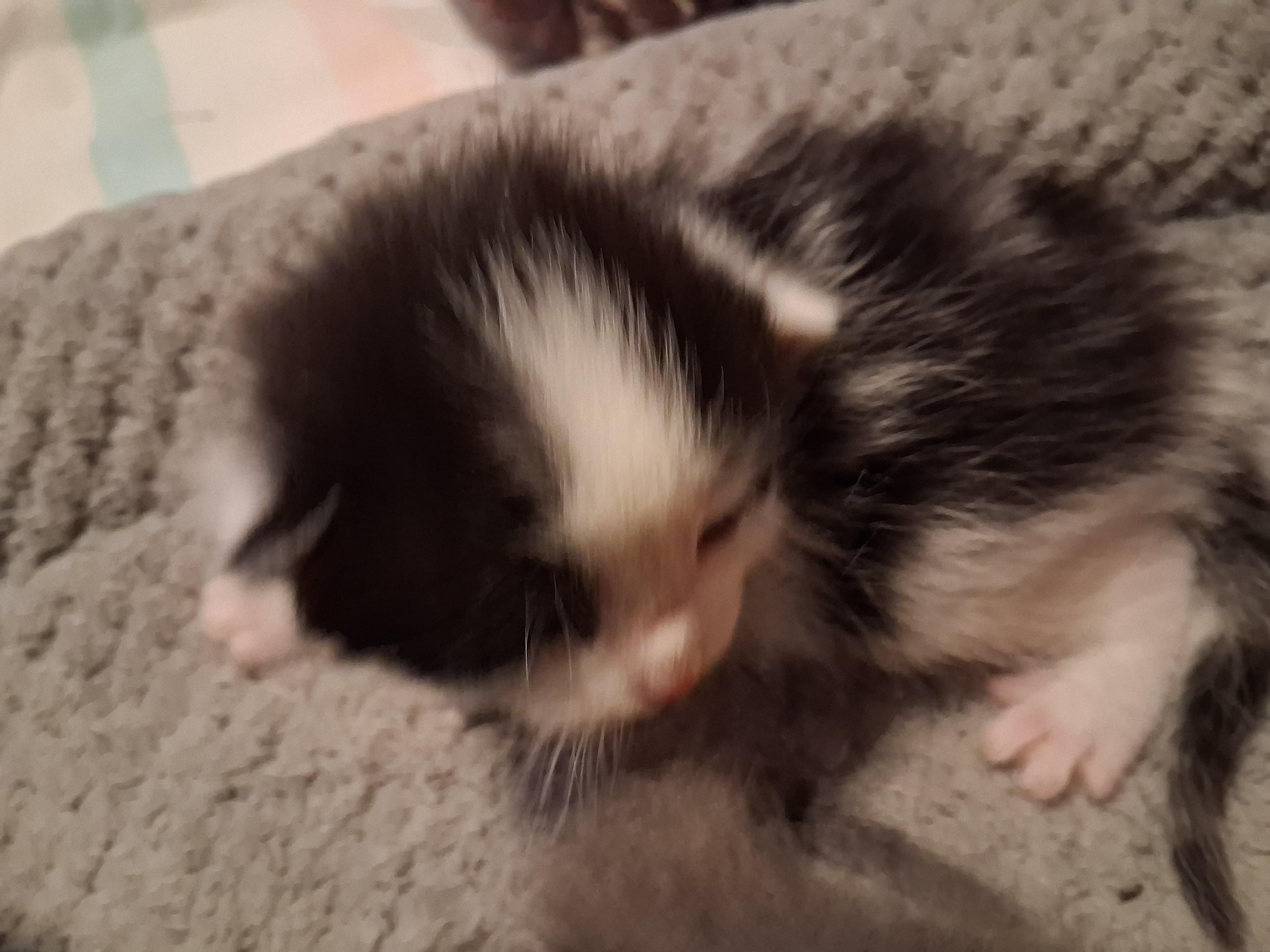 Enlarge BW bicolor male kitten, a ADOPTABLE Domestic Short Hair in Greensboro, NC image 4/5