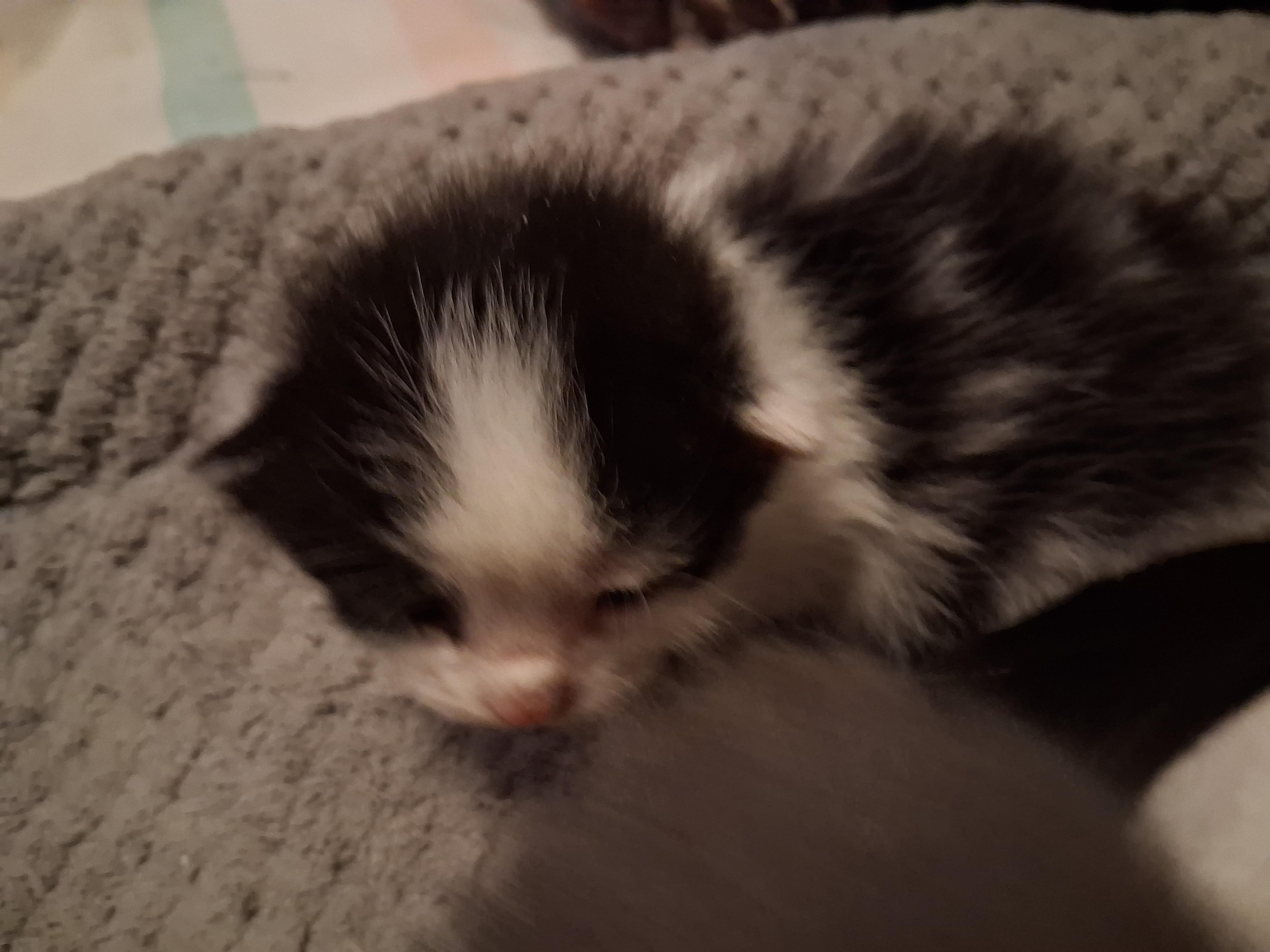 Enlarge BW bicolor male kitten, a ADOPTABLE Domestic Short Hair in Greensboro, NC image 5/5