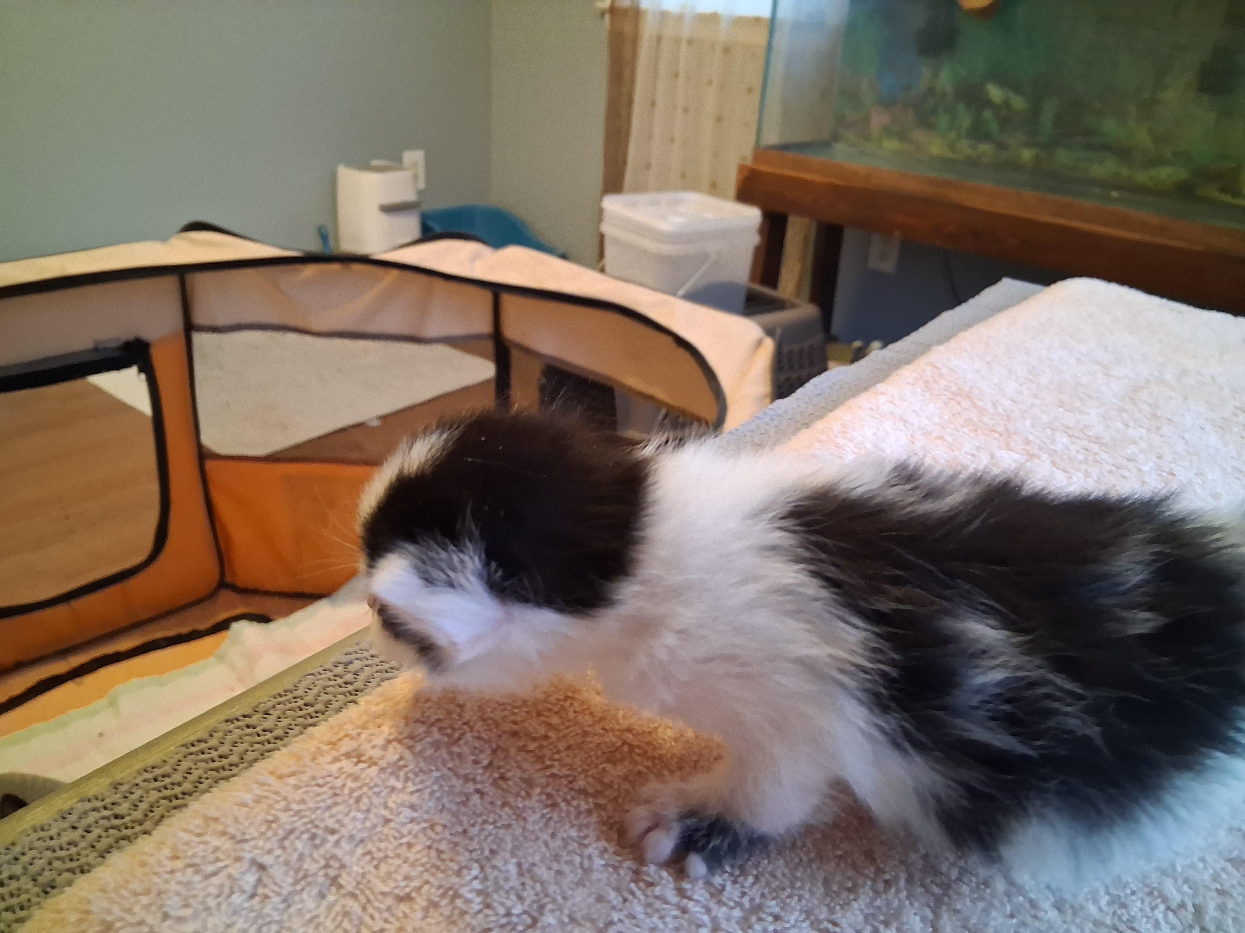 BW bicolor male kitten, ADOPTABLE, Kitten Male Domestic Short Hair.