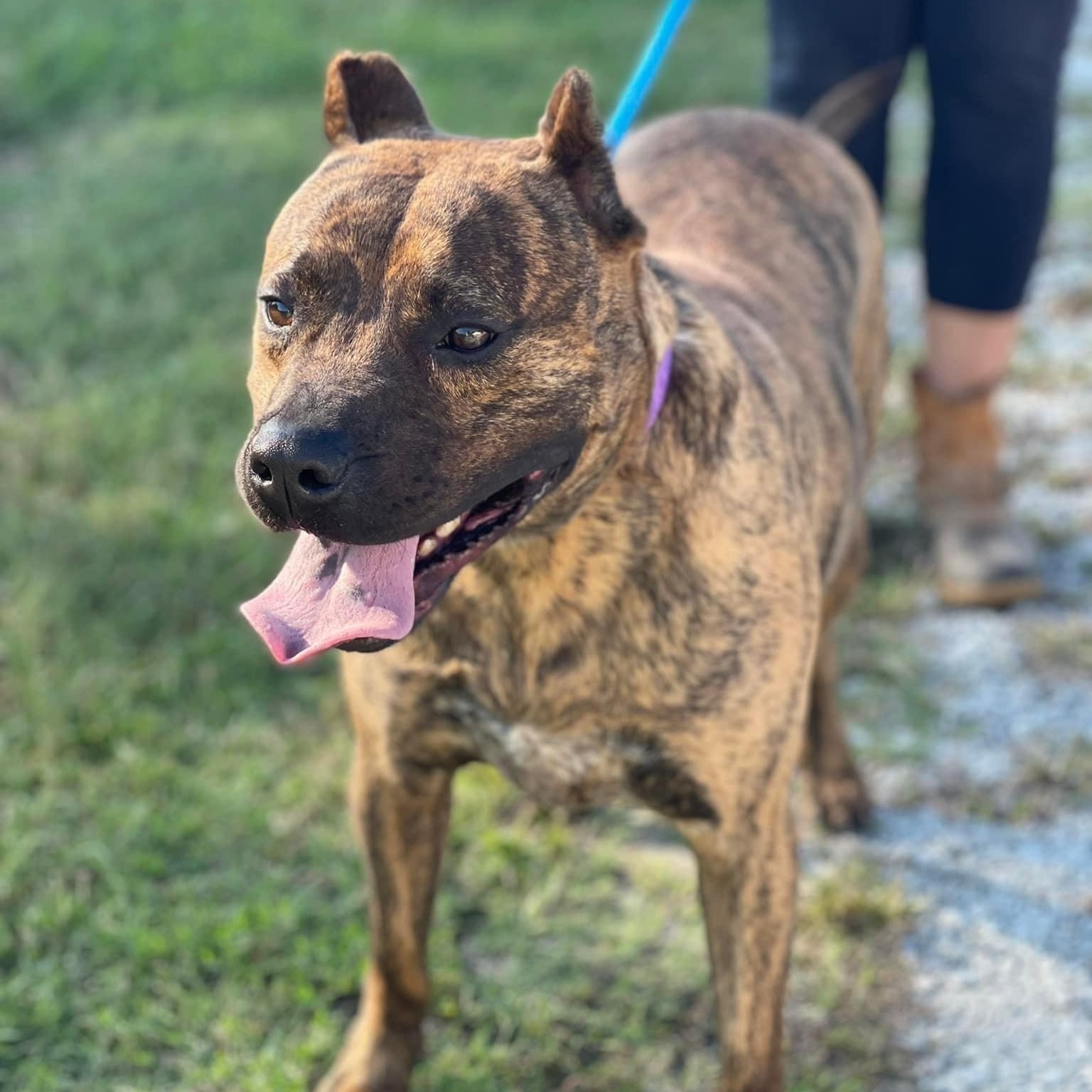 Dog for adoption Artemis, a Pit Bull Terrier Mix in Jamaica Plain, MA