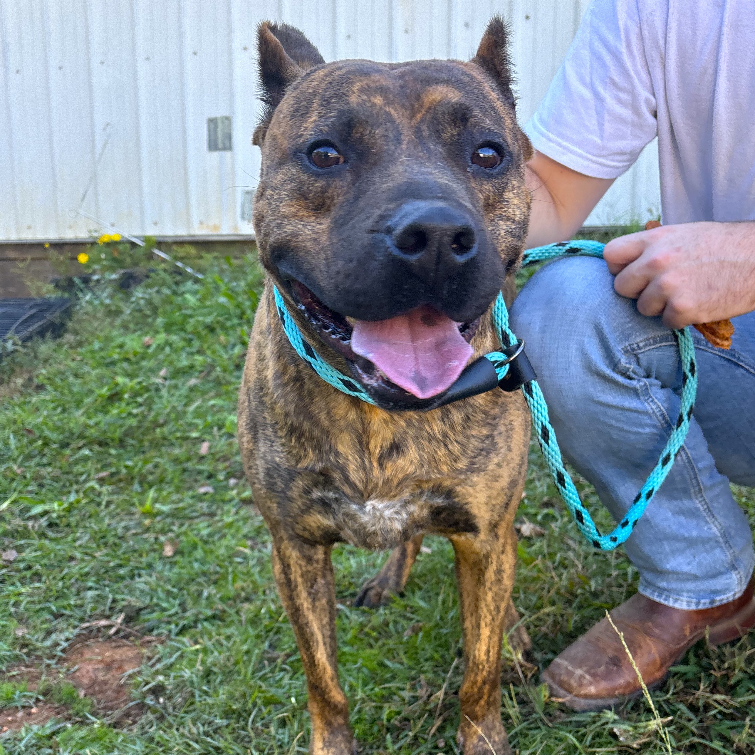Dog for adoption Artemis, a Pit Bull Terrier Mix in Jamaica Plain, MA