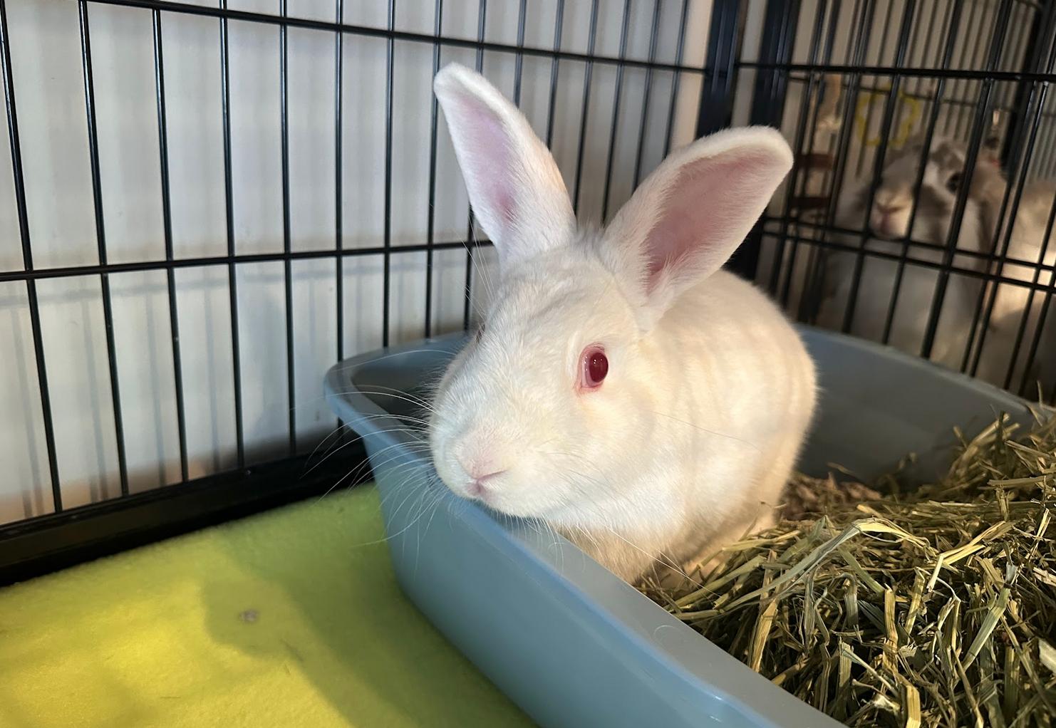 Lingonberry, a ADOPTABLE Florida White in Philadelphia, PA image 1/2