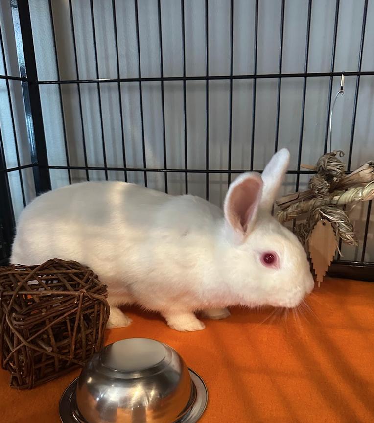 Lingonberry, a ADOPTABLE Florida White in Philadelphia, PA image 2/2