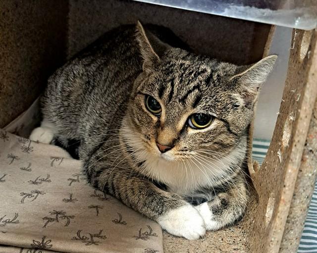 CHANEL, Adoptable, Young Female Domestic Short Hair.