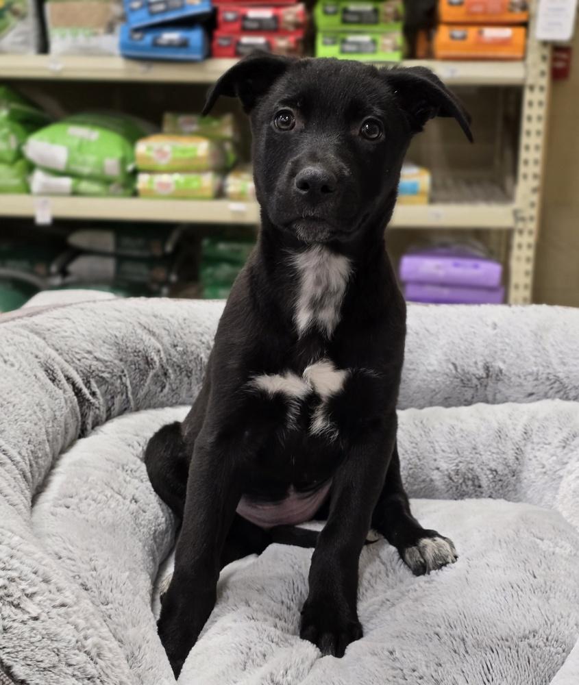 Raspberry Torte, a Adoptable mixed breed in Sedalia, CO image 1/6