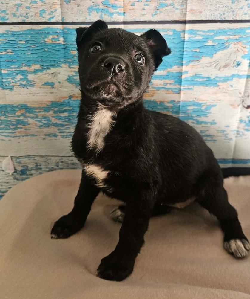 Enlarge Raspberry Torte, a Adoptable mixed breed in Sedalia, CO image 1/4