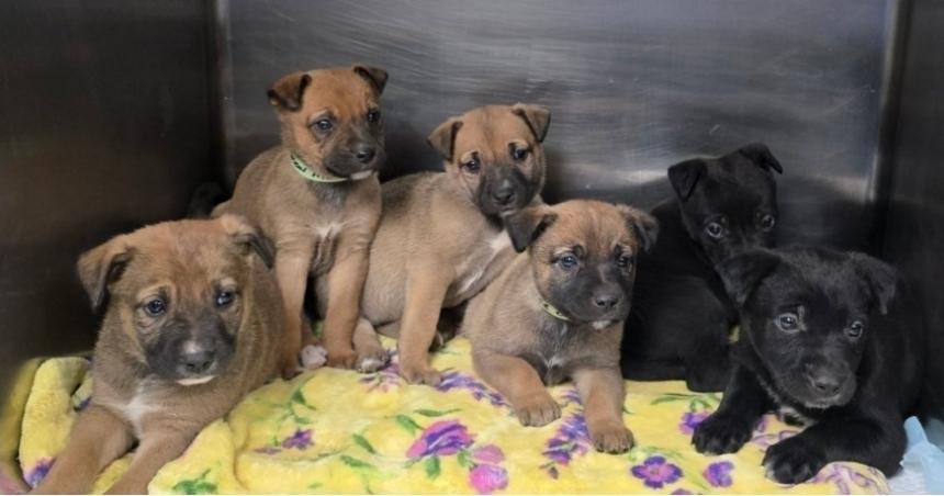 Enlarge Raspberry Torte, a Adoptable mixed breed in Sedalia, CO image 2/4