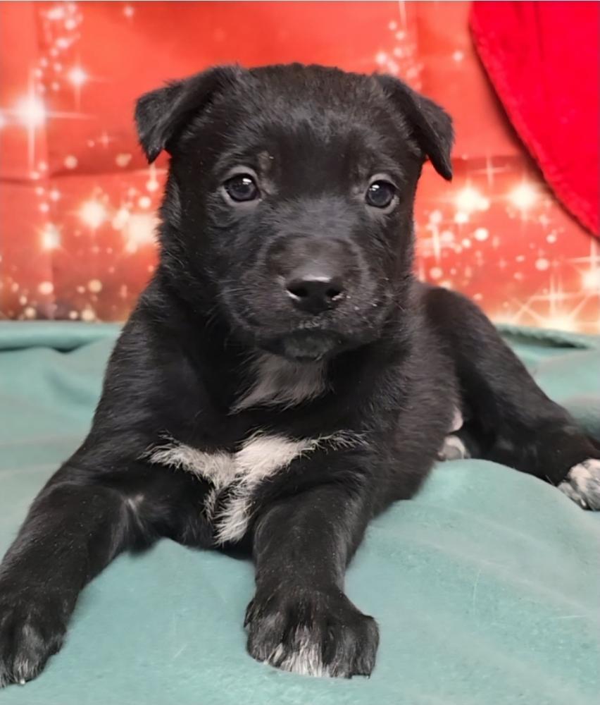 Enlarge Raspberry Torte, a Adoptable mixed breed in Sedalia, CO image 4/4