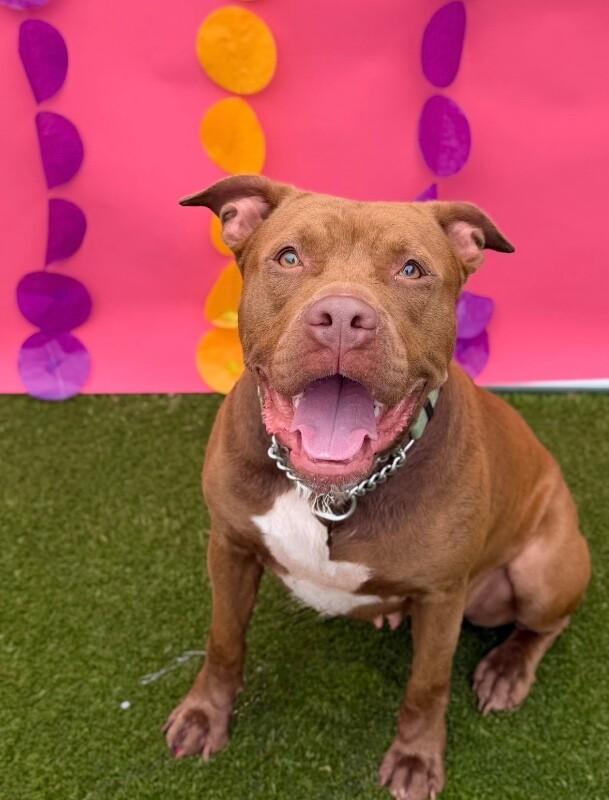 Poca, Adoptable, Young Female Mixed Breed.