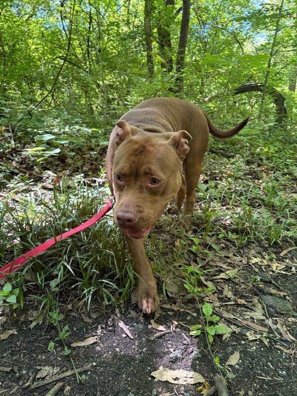Enlarge Poca, a Adoptable Mixed Breed in Miamitown, OH image 4/4