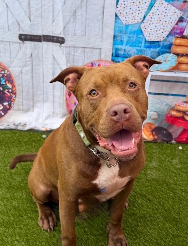Enlarge Poca, a Adoptable Mixed Breed in Miamitown, OH image 3/4