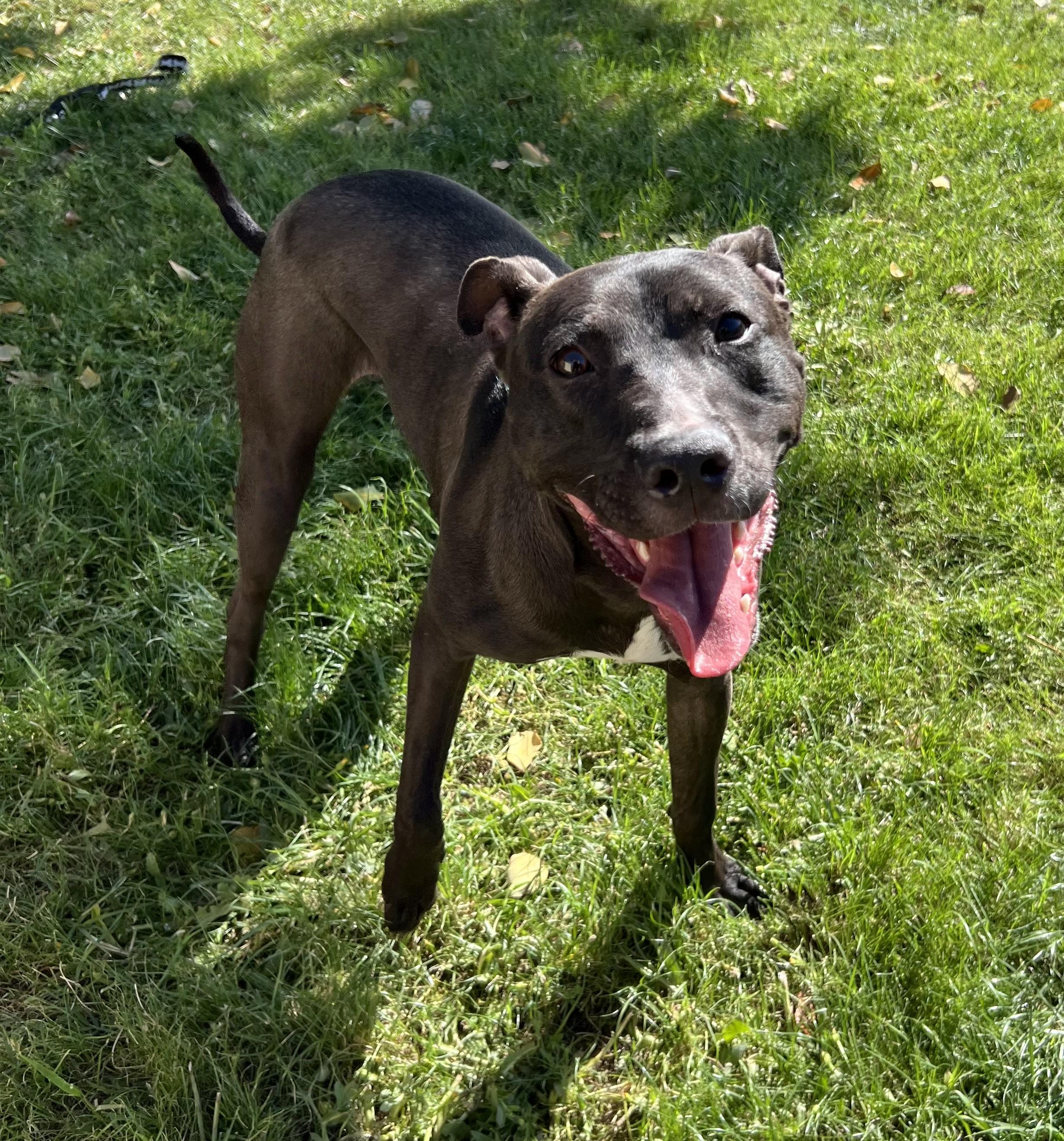 Enlarge Marshal, a Adoptable mixed breed in Phoenix, AZ image 1/3