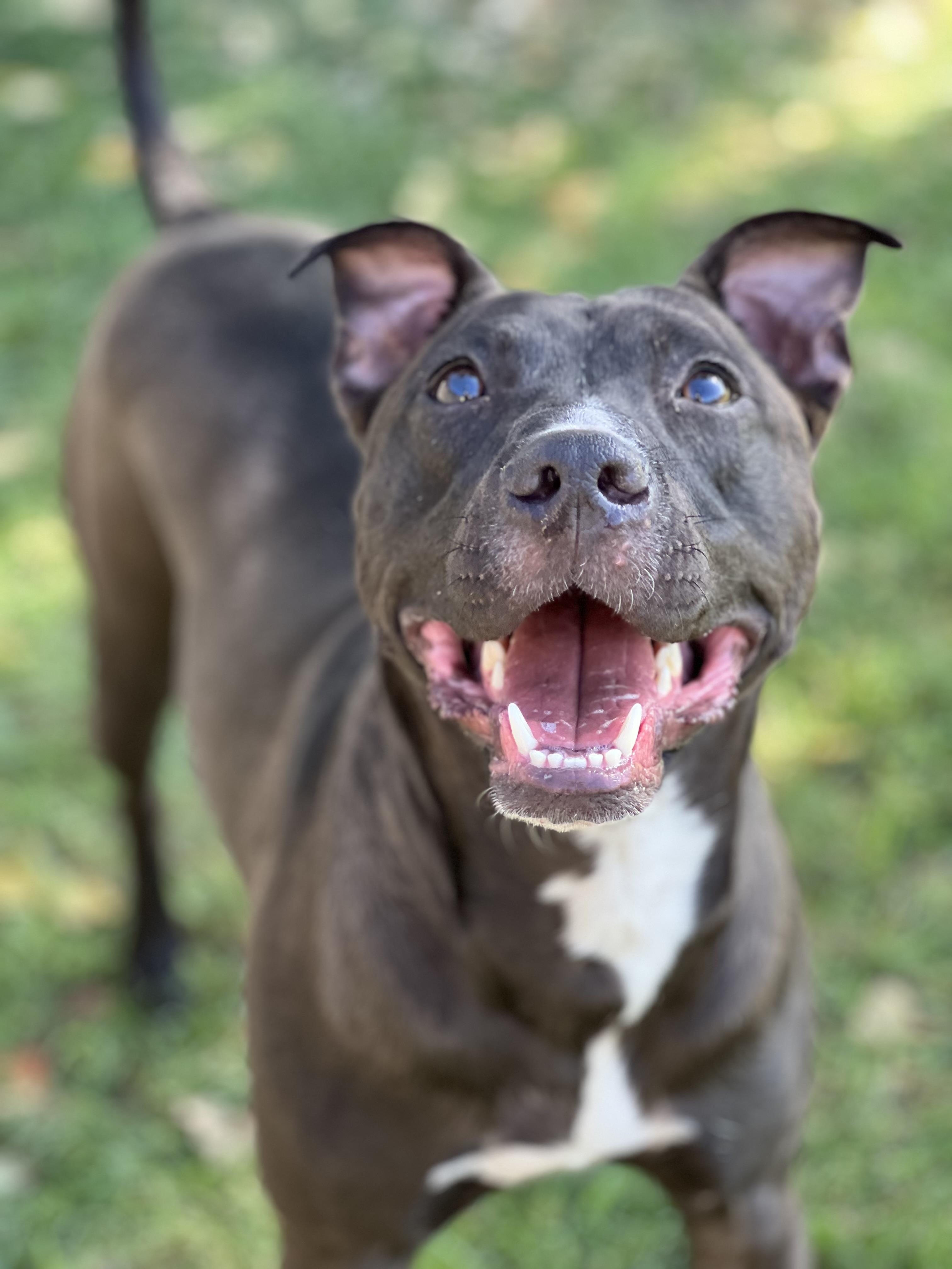 Enlarge Marshal, a Adoptable mixed breed in Phoenix, AZ image 2/3