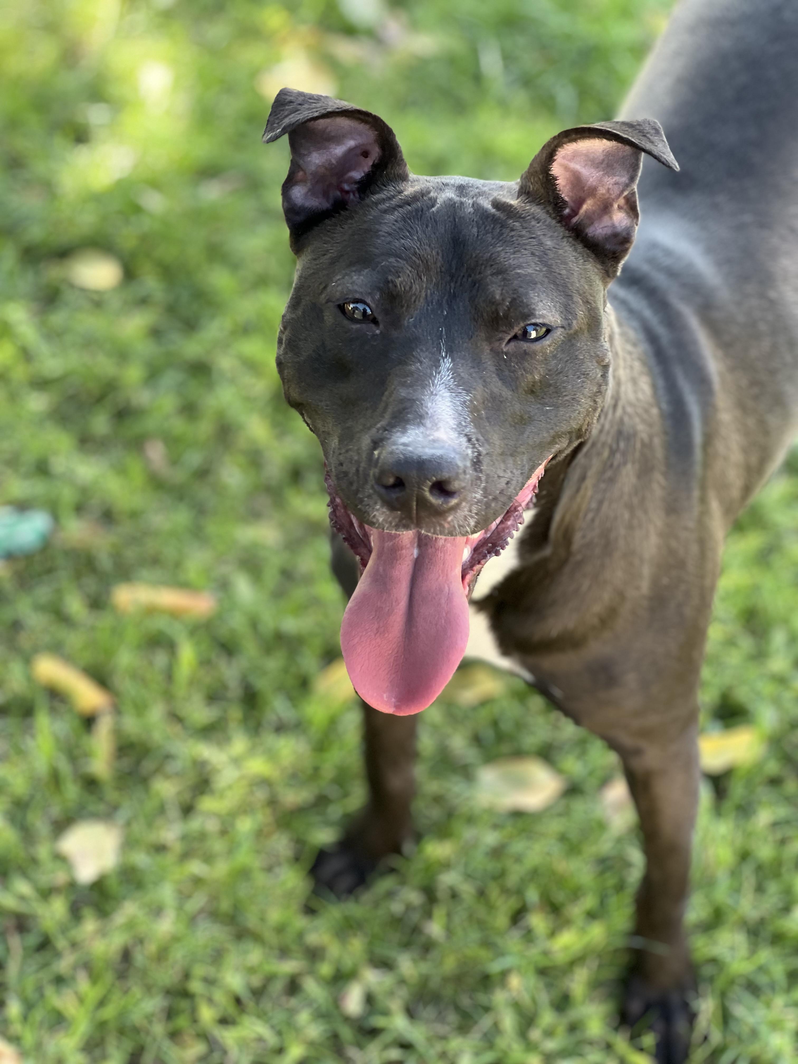 Enlarge Marshal, a Adoptable mixed breed in Phoenix, AZ image 3/3