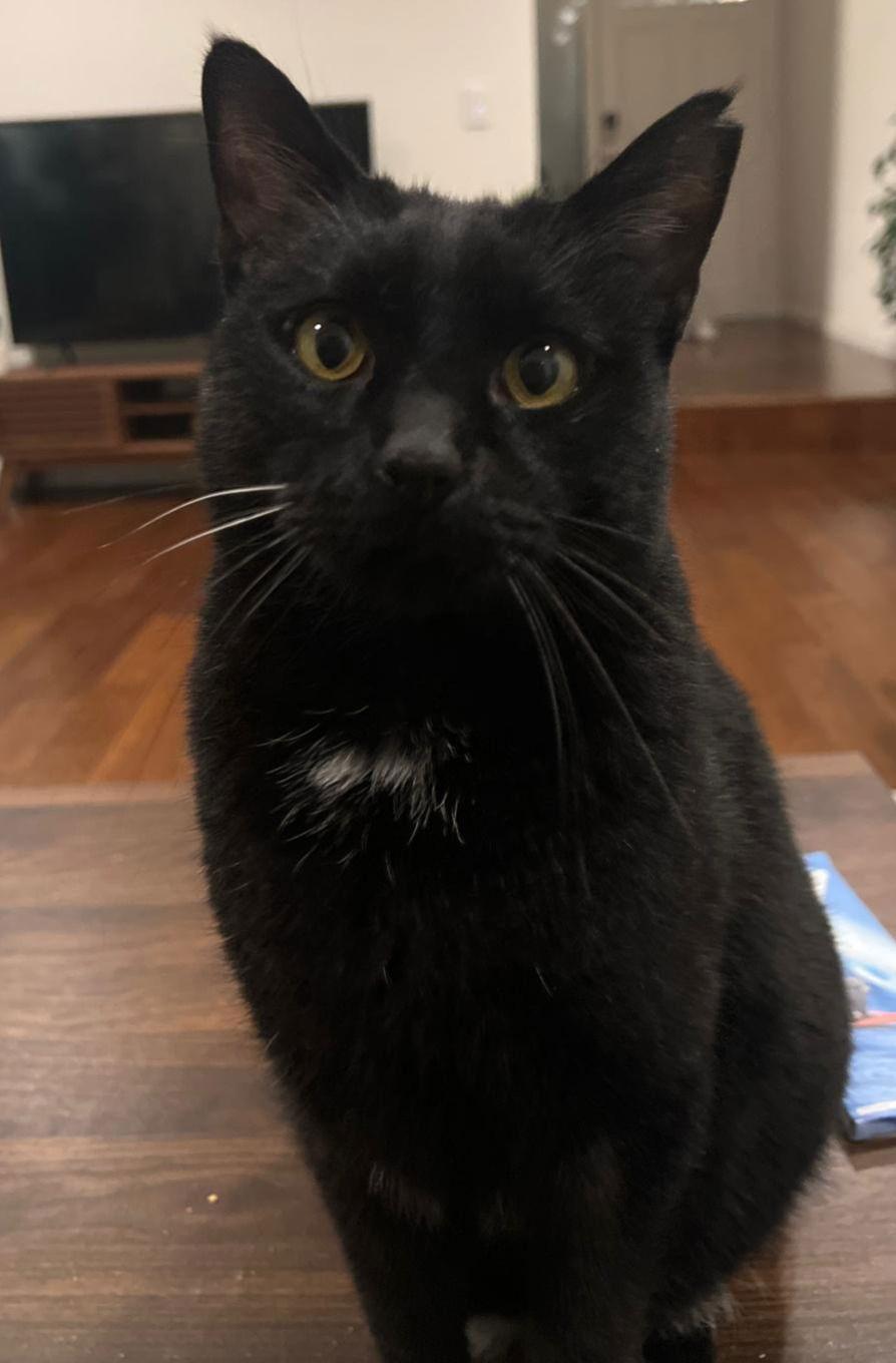 Enlarge bj ( bagheera), a Adoptable Domestic Short Hair in San Jose, CA image 1/3