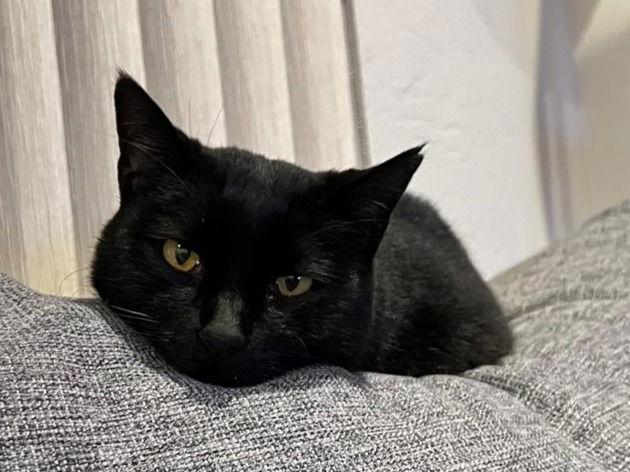 Enlarge bj ( bagheera), a Adoptable Domestic Short Hair in San Jose, CA image 2/3