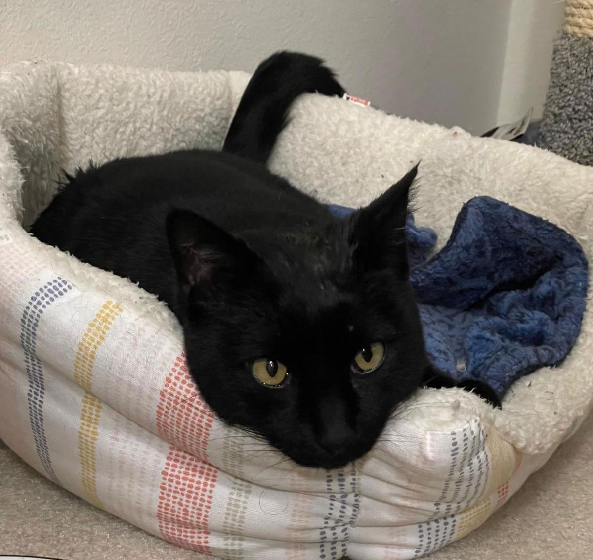 Enlarge bj ( bagheera), a Adoptable Domestic Short Hair in San Jose, CA image 3/3