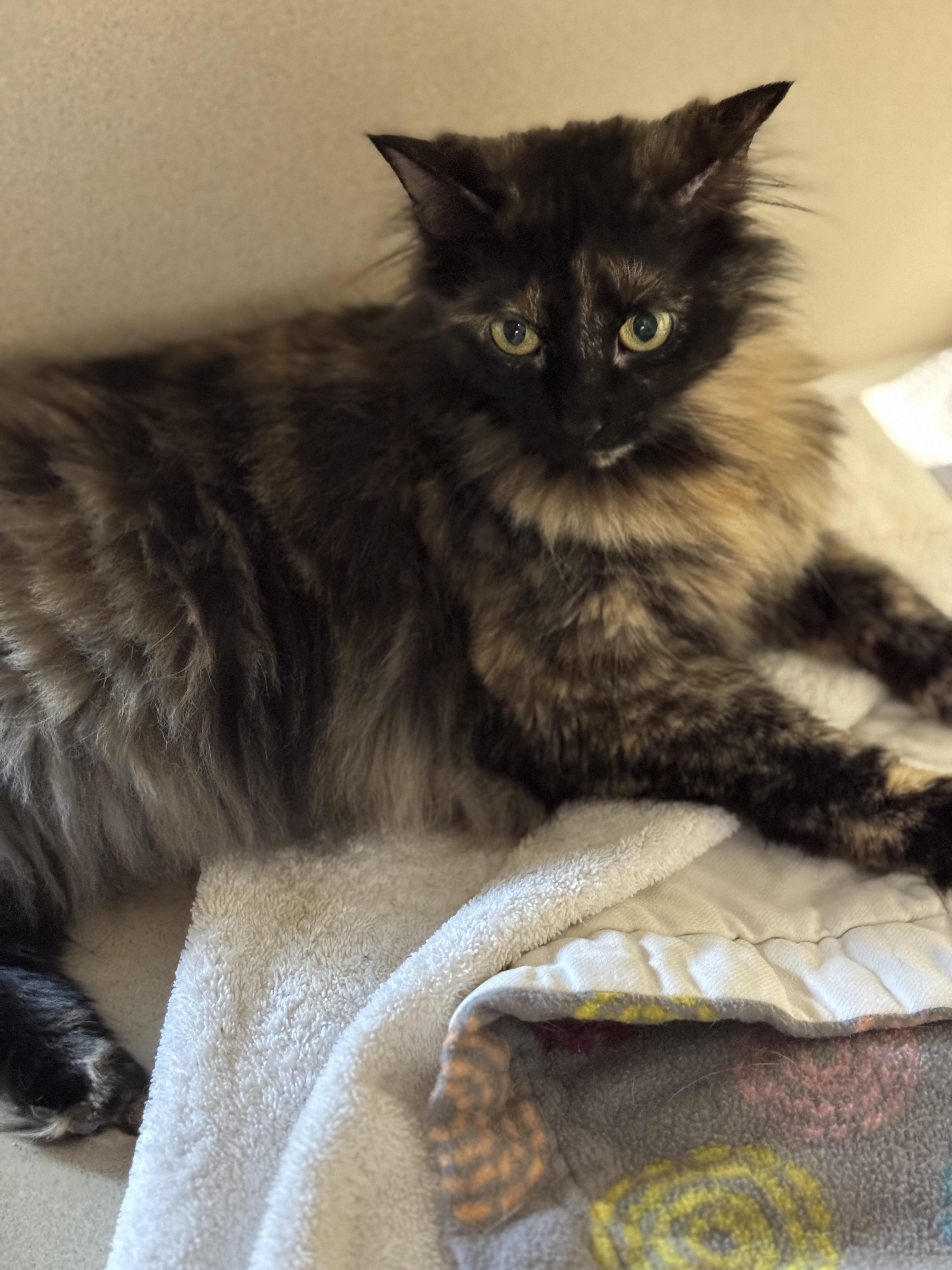 Lily, an adoptable Domestic Medium Hair in Hackensack, MN, 56452 | Photo Image 2
