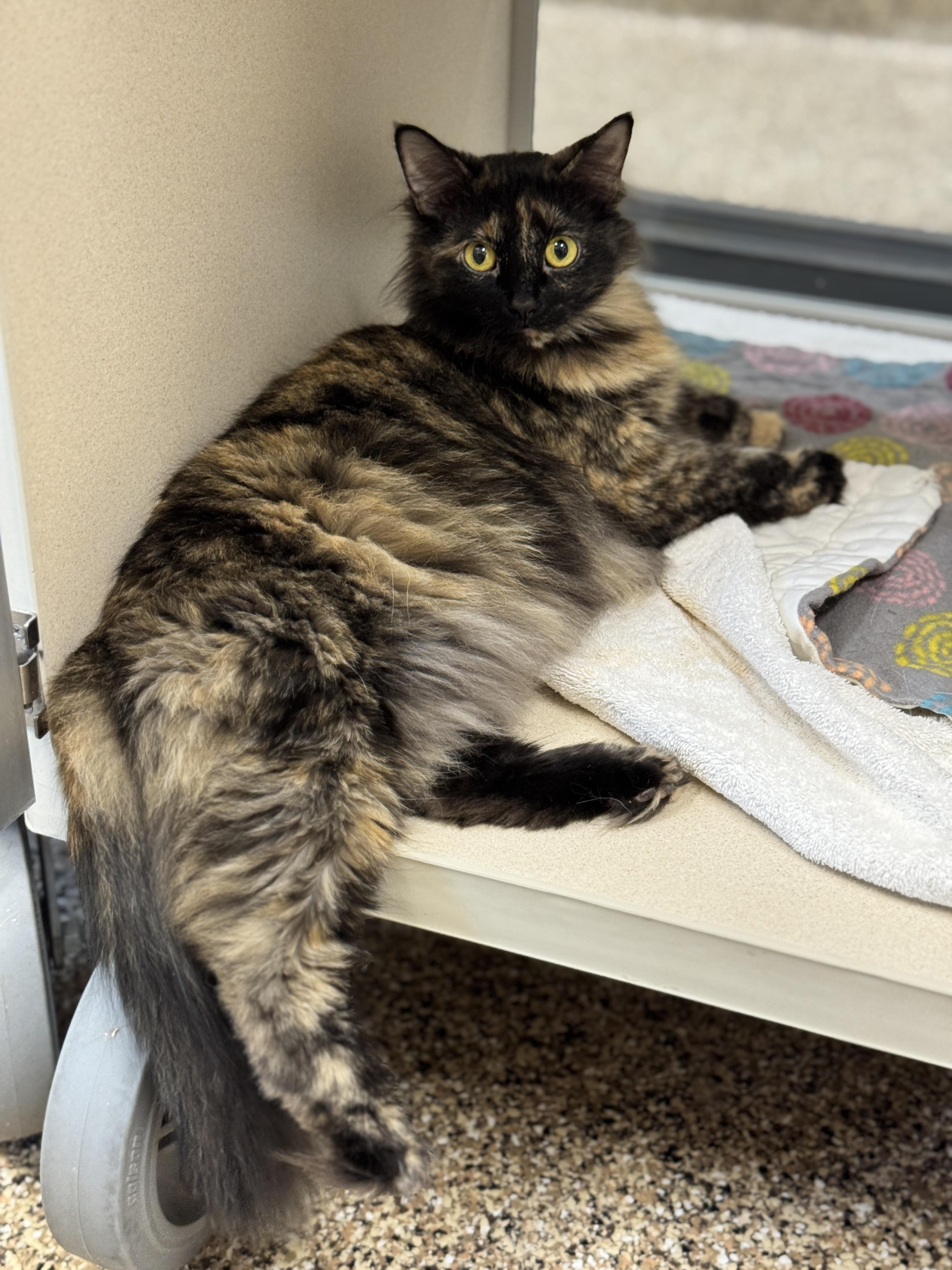 Lily, an adoptable Domestic Medium Hair in Hackensack, MN, 56452 | Photo Image 5