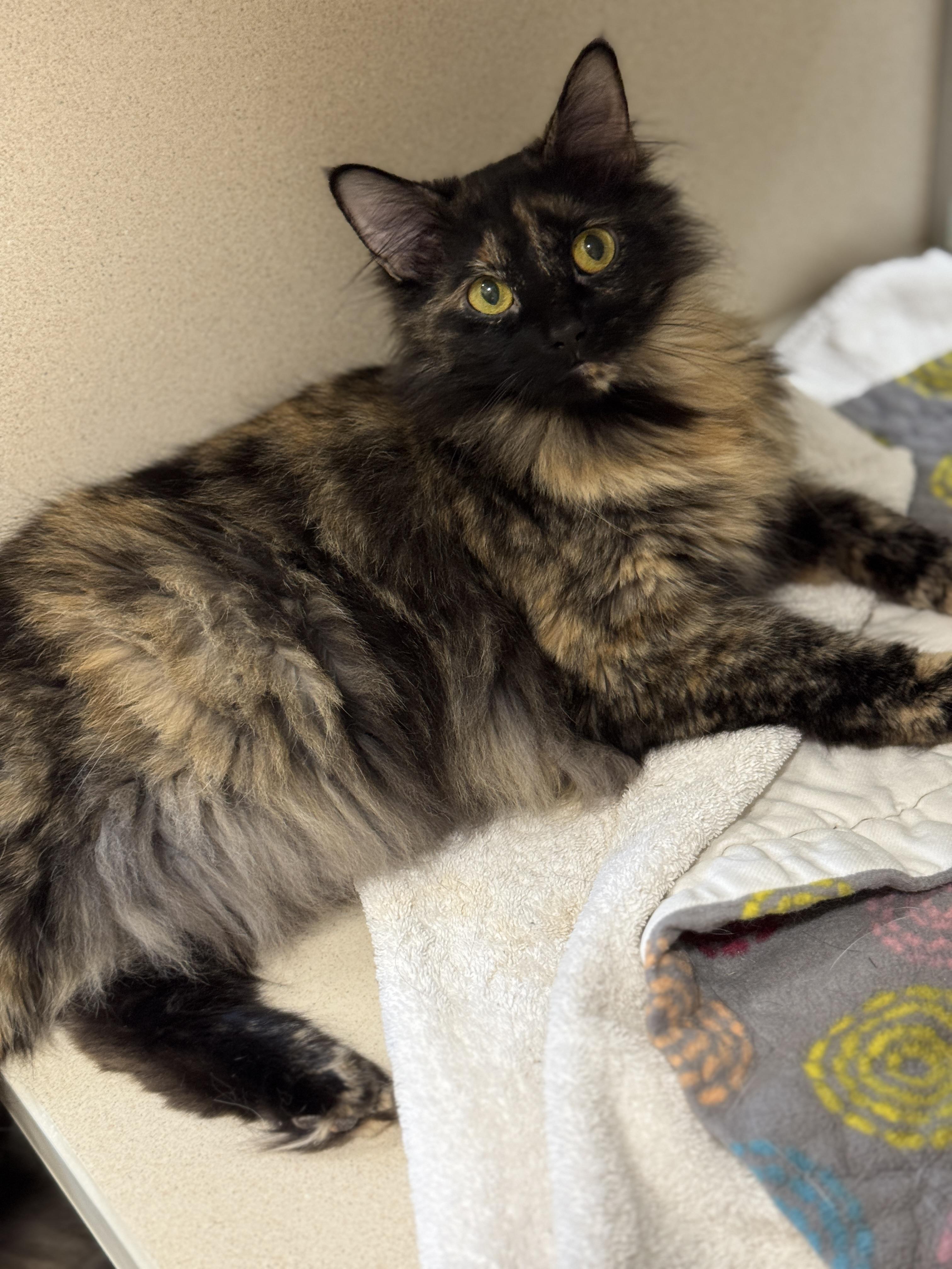 Lily, an adoptable Domestic Medium Hair in Hackensack, MN, 56452 | Photo Image 1