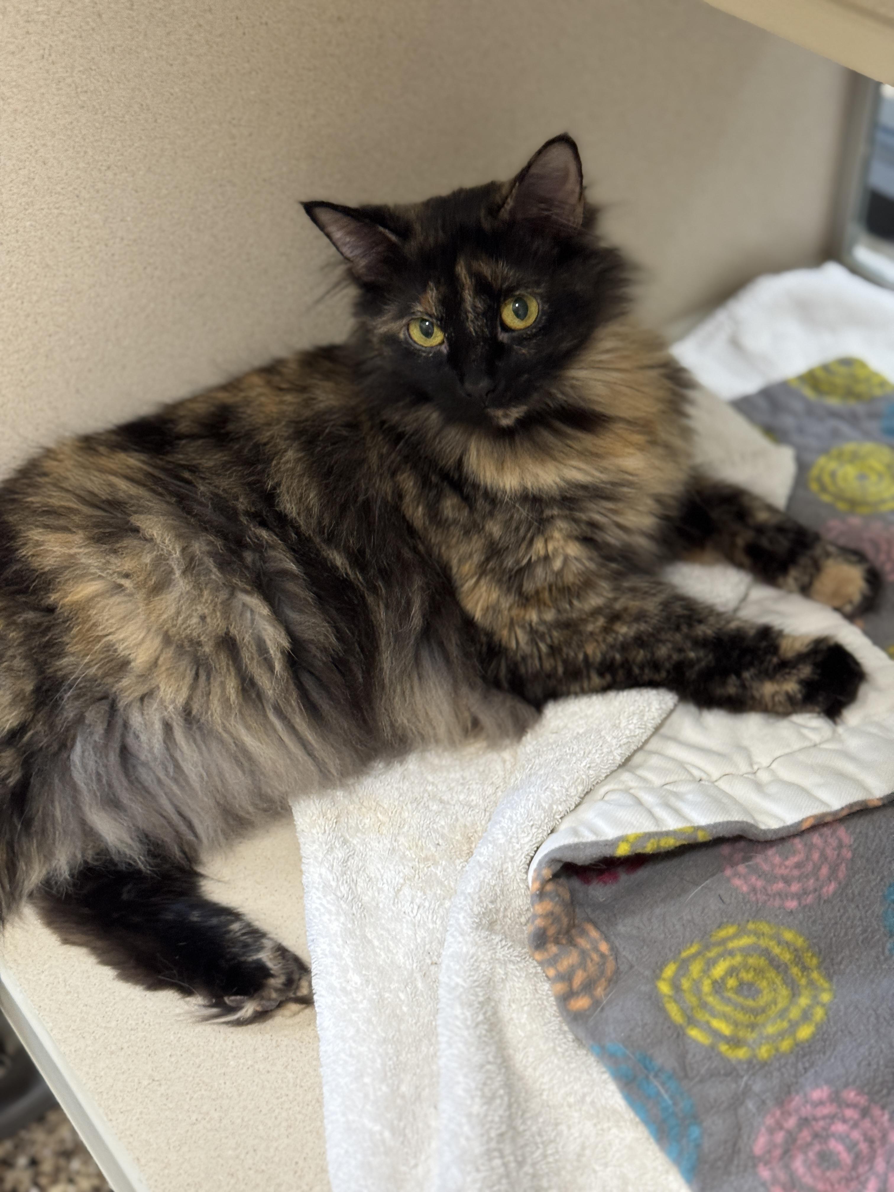 Lily, an adoptable Domestic Medium Hair in Hackensack, MN, 56452 | Photo Image 3