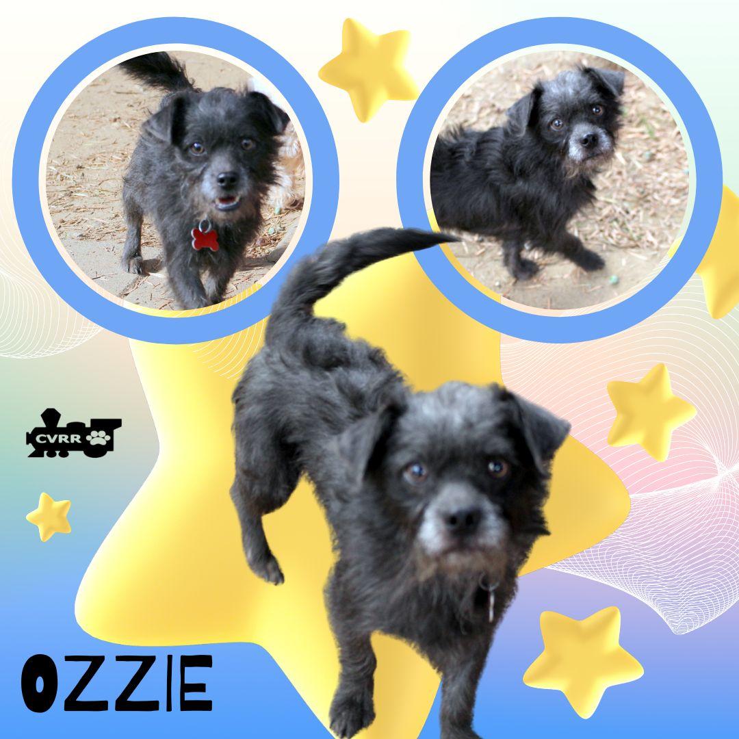 Ozzie, Adoptable, Adult Male Terrier.
