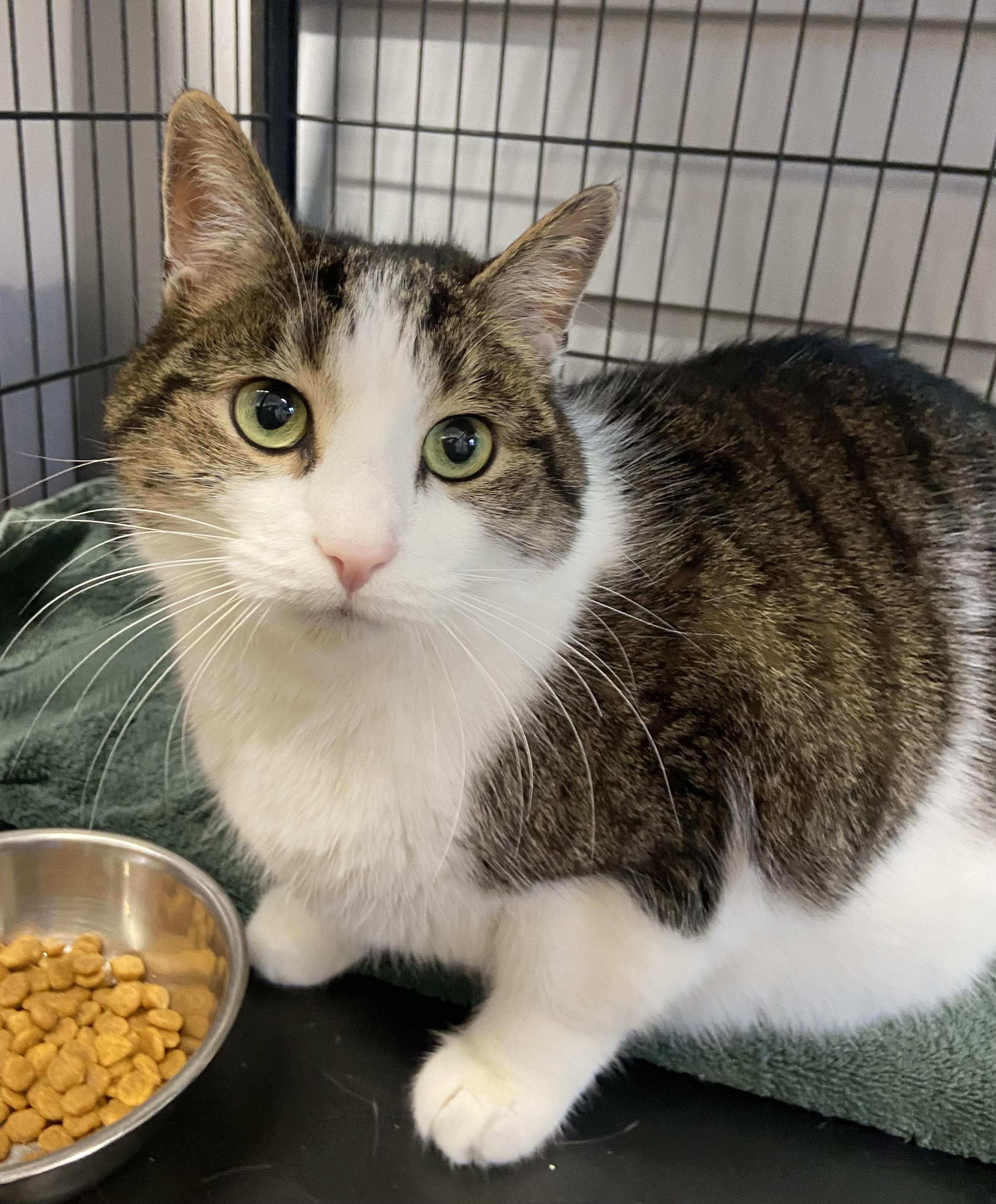 Larry, a Adoptable Domestic Short Hair in Breinigsville, PA image 2/3