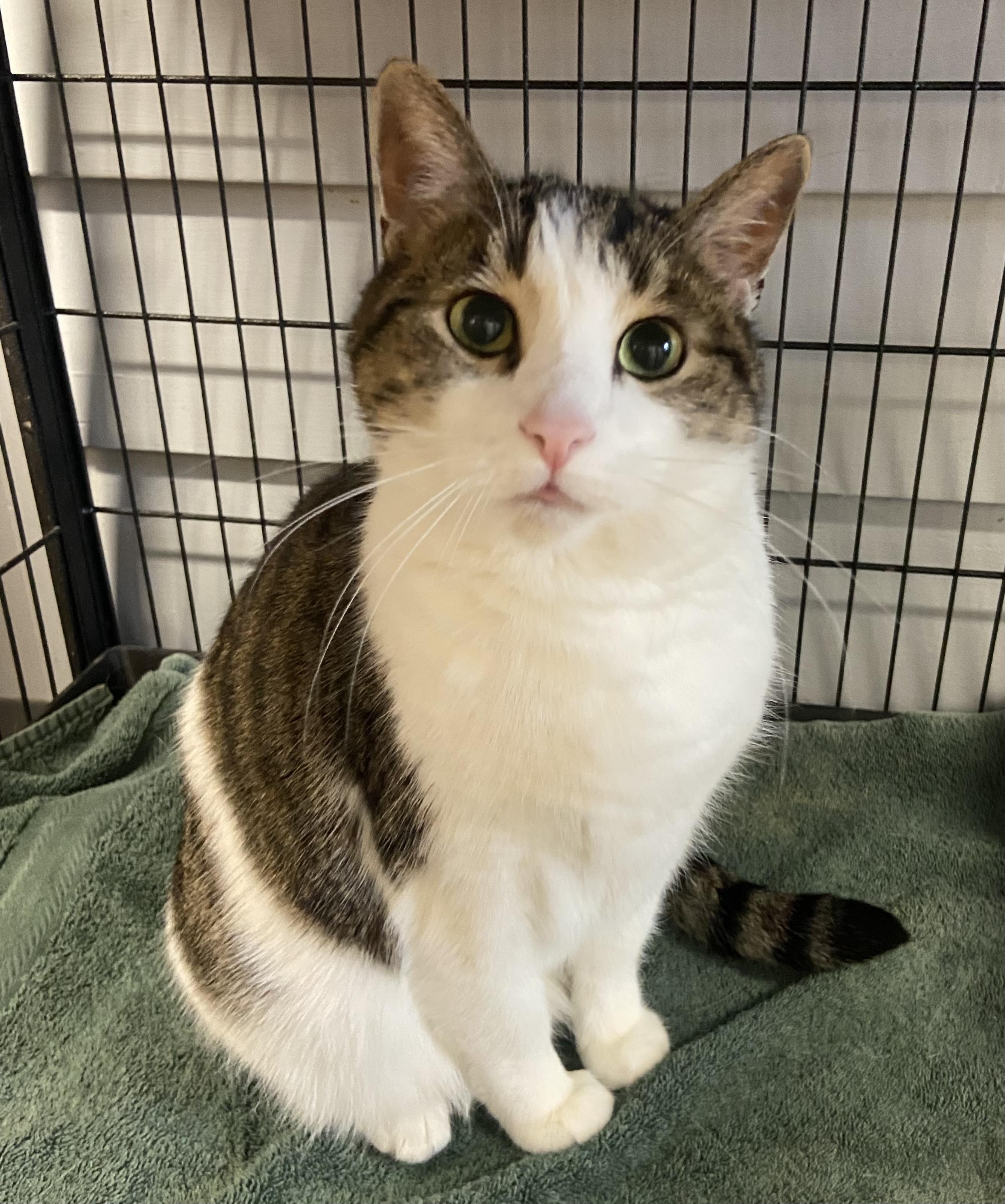 Larry, a Adoptable Domestic Short Hair in Breinigsville, PA image 3/3