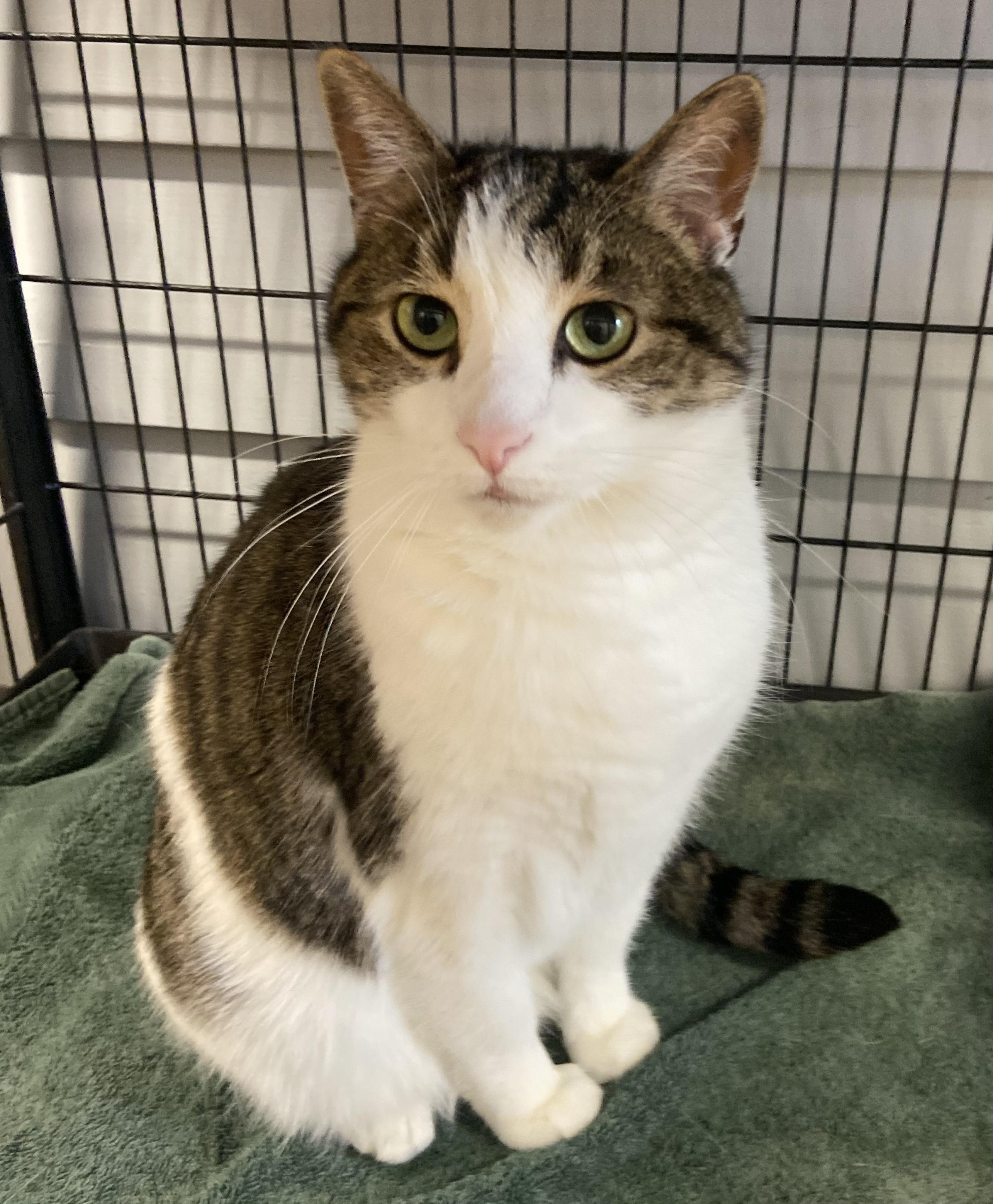 Larry, a Adoptable Domestic Short Hair in Breinigsville, PA image 1/3