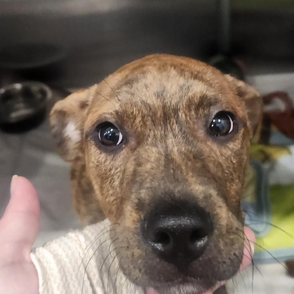 Enlarge Labooboo(Boo), a Adoptable mixed breed in Muncie, IN image 1/2