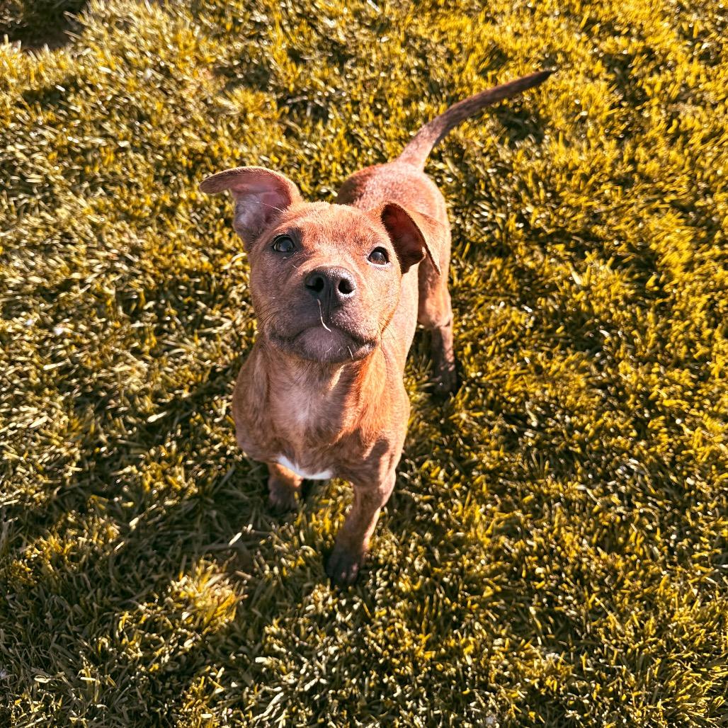 Enlarge Labooboo(Boo), a Adoptable mixed breed in Muncie, IN image 2/2