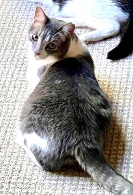 Enlarge Mousie, a Adoptable Domestic Short Hair in Vacaville, CA image 1/3