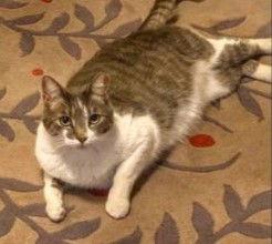 Enlarge Mousie, a Adoptable Domestic Short Hair in Vacaville, CA image 2/3