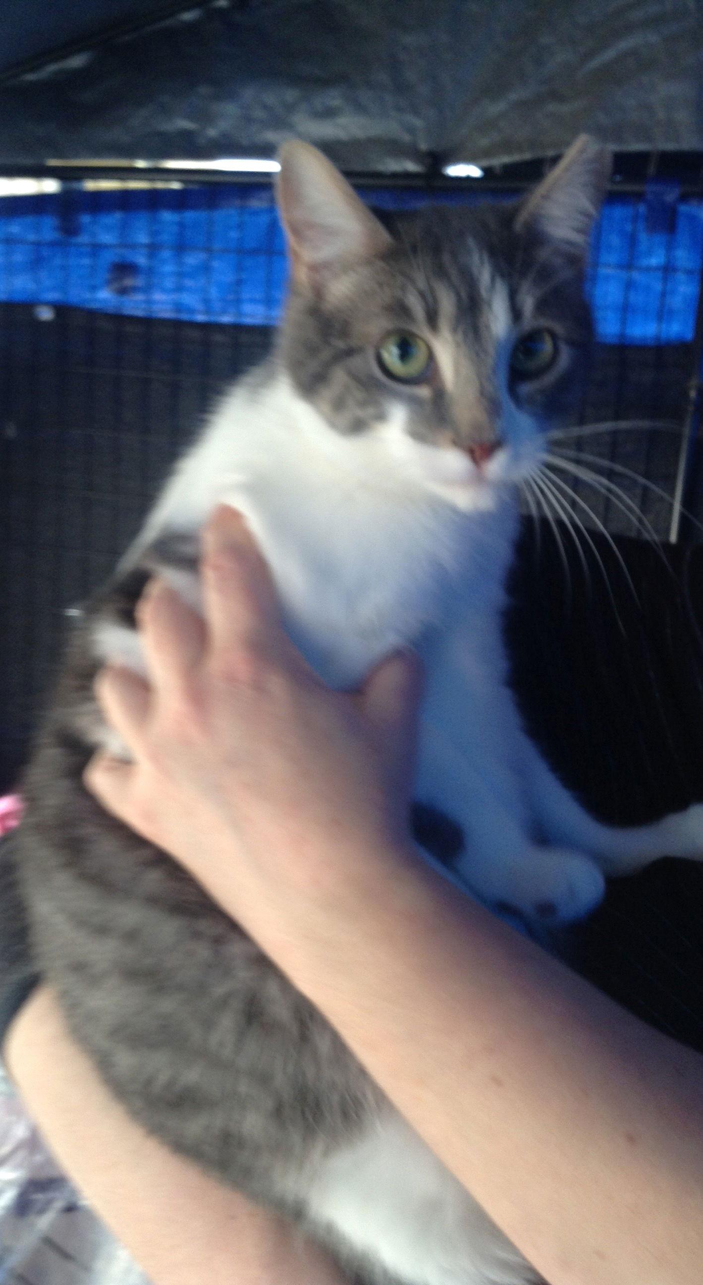 Enlarge Mousie, a Adoptable Domestic Short Hair in Vacaville, CA image 3/3