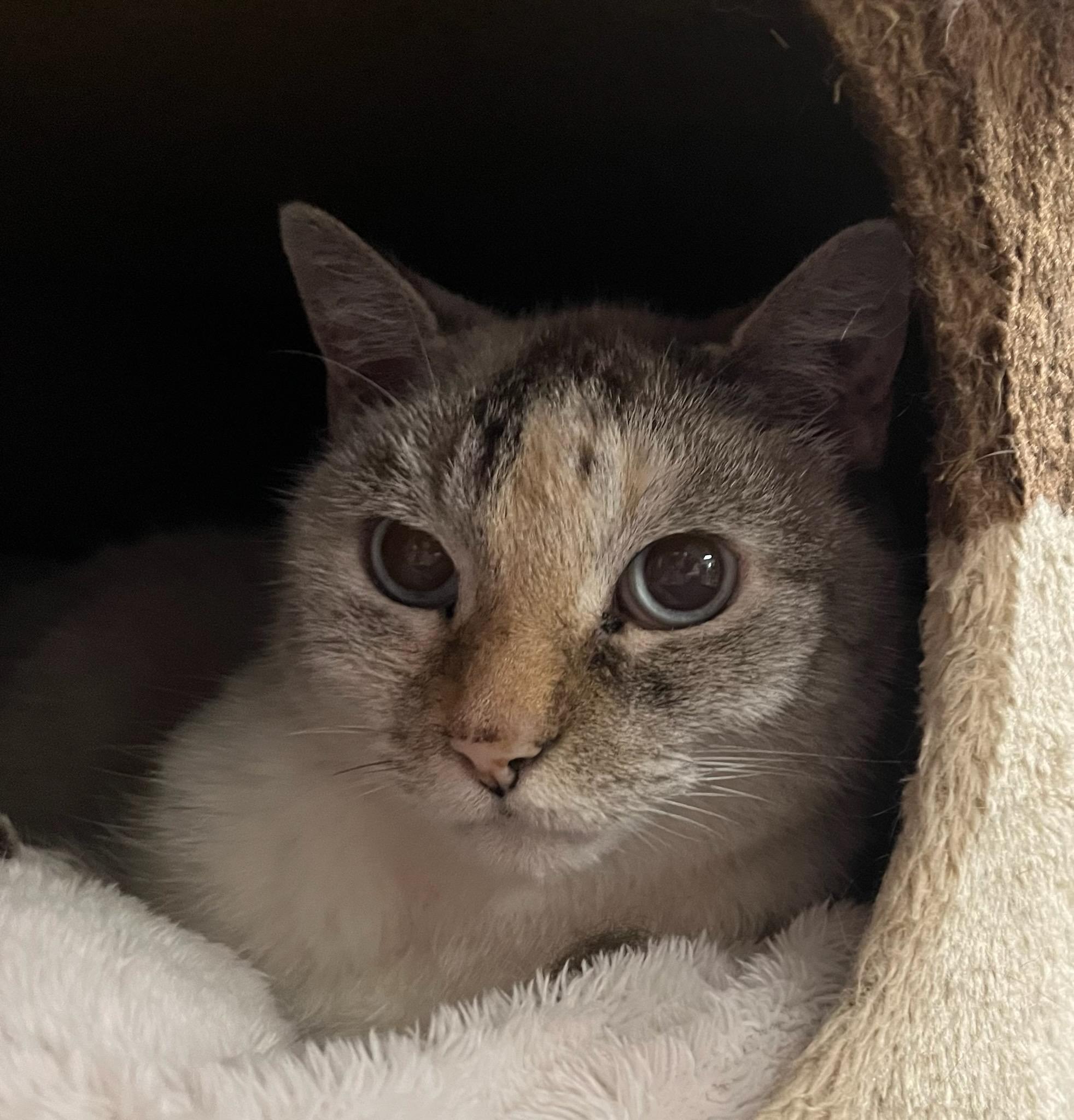 Brigitte – Shy, Sweet, and Lots Love of Love to Give