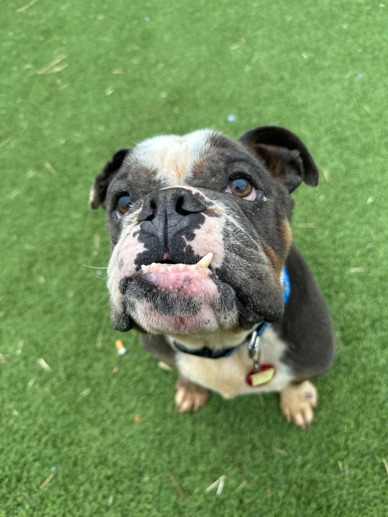 Enlarge Harrington, a Adoptable mixed breed in Detroit, MI image 2/4