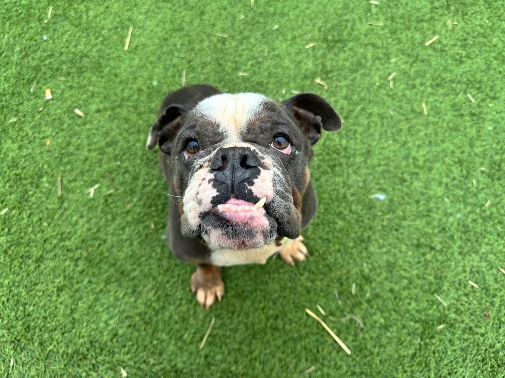 Enlarge Harrington, a Adoptable mixed breed in Detroit, MI image 3/4