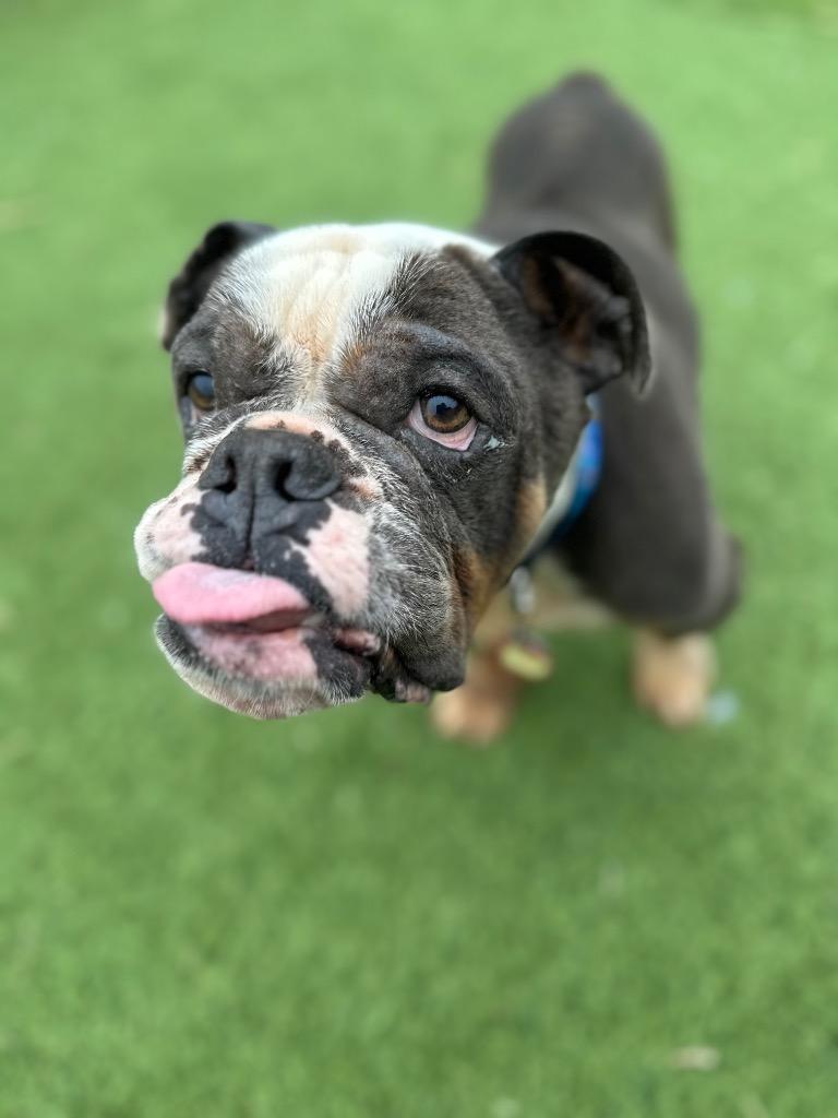 Enlarge Harrington, a Adoptable mixed breed in Detroit, MI image 4/4