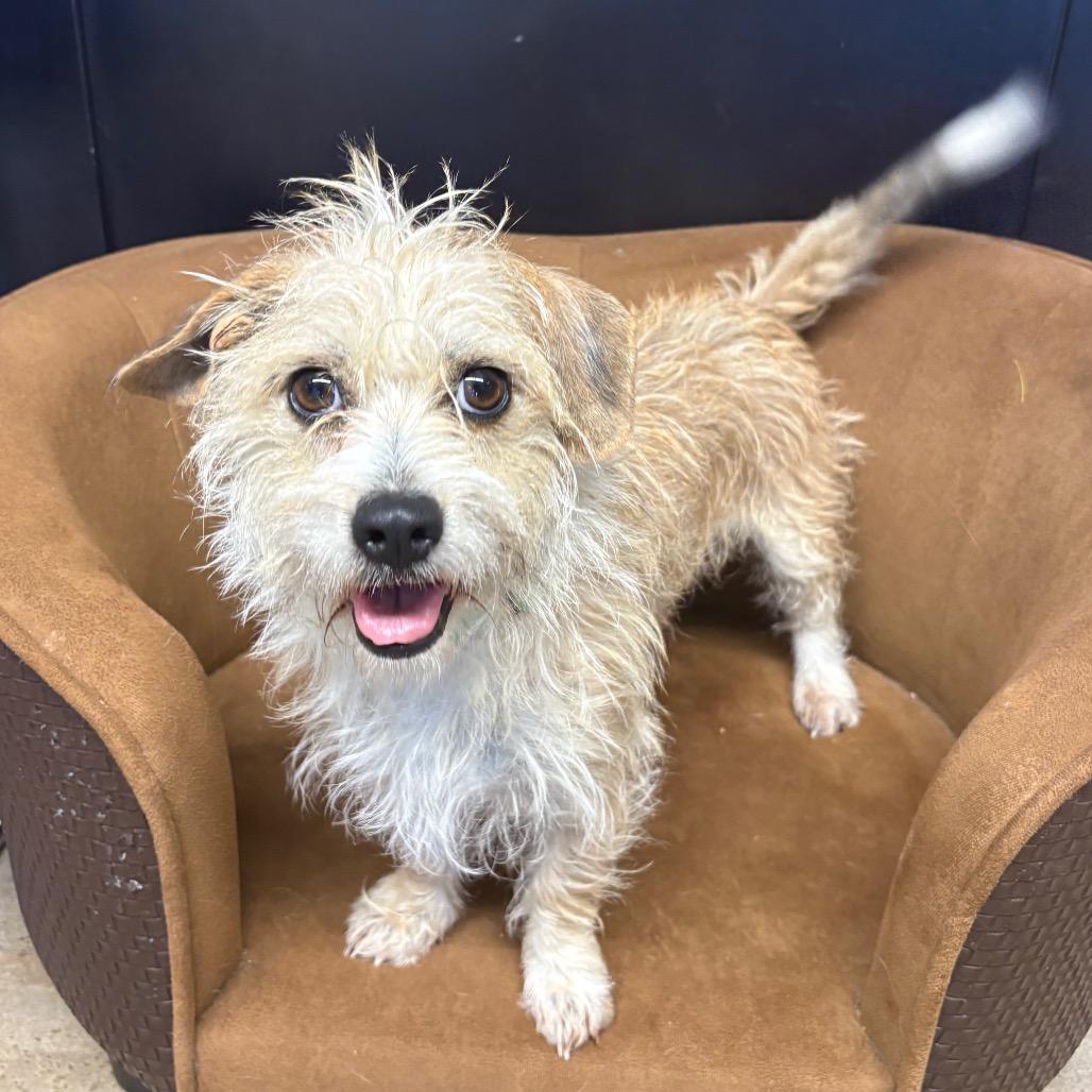 MiaMay, Adoptable, Adult Female Yorkshire Terrier & Dachshund.