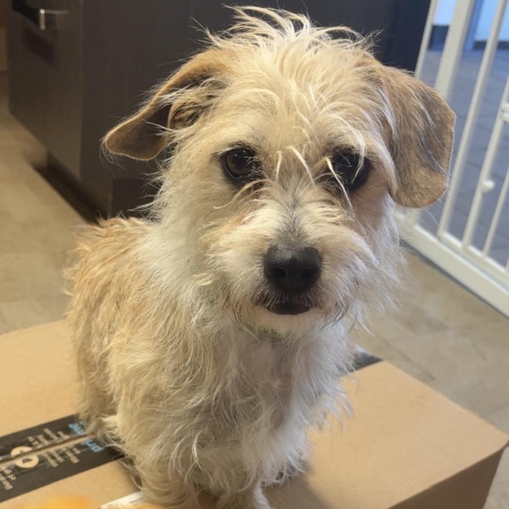 Enlarge MiaMay, a Adoptable mixed breed in Saskatoon, SK image 2/2