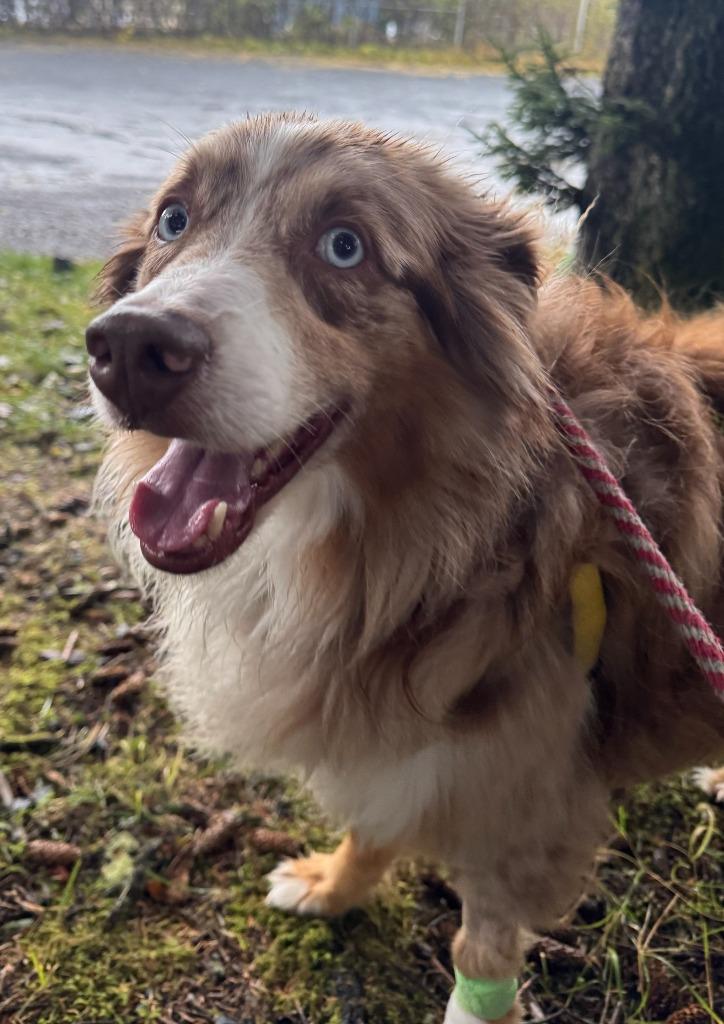Brody, Adoptable, Adult Male Australian Shepherd.