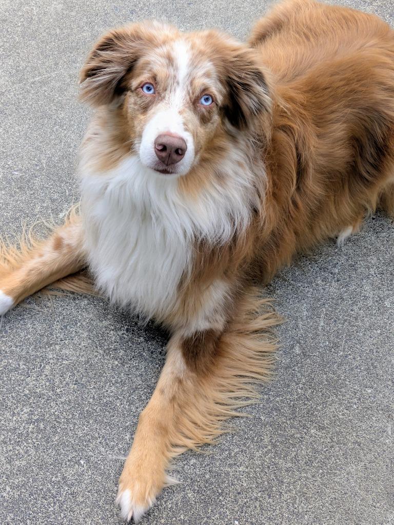 Enlarge Brody, a Adoptable Australian Shepherd in Kodiak, AK image 2/3