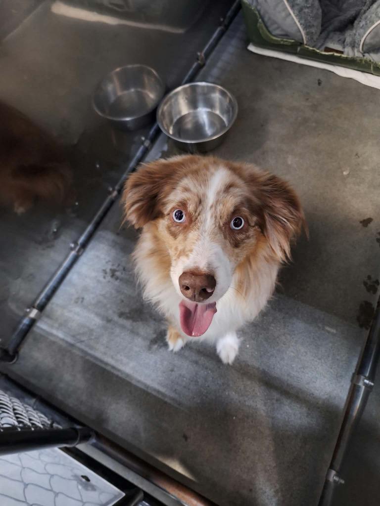 Enlarge Brody, a Adoptable Australian Shepherd in Kodiak, AK image 3/3