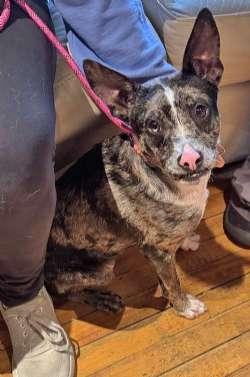 Enlarge CJ, a Adopted mixed breed in Sudbury, MA image 1/2