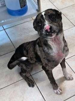 Enlarge CJ, a Adopted mixed breed in Sudbury, MA image 2/2