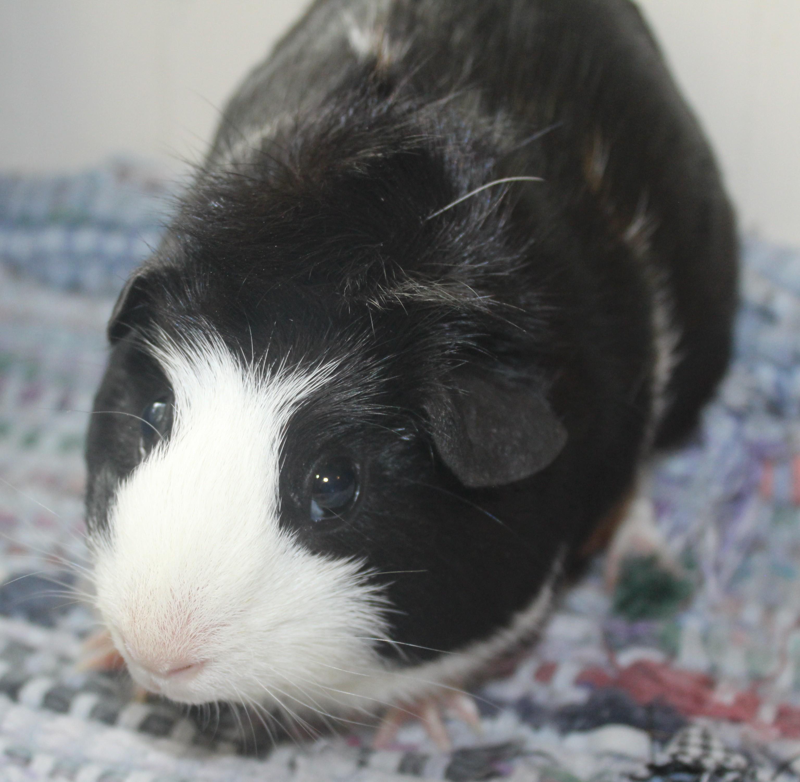 Enlarge Loretta, an adopted Guinea Pig in Huron, SD image 1/4