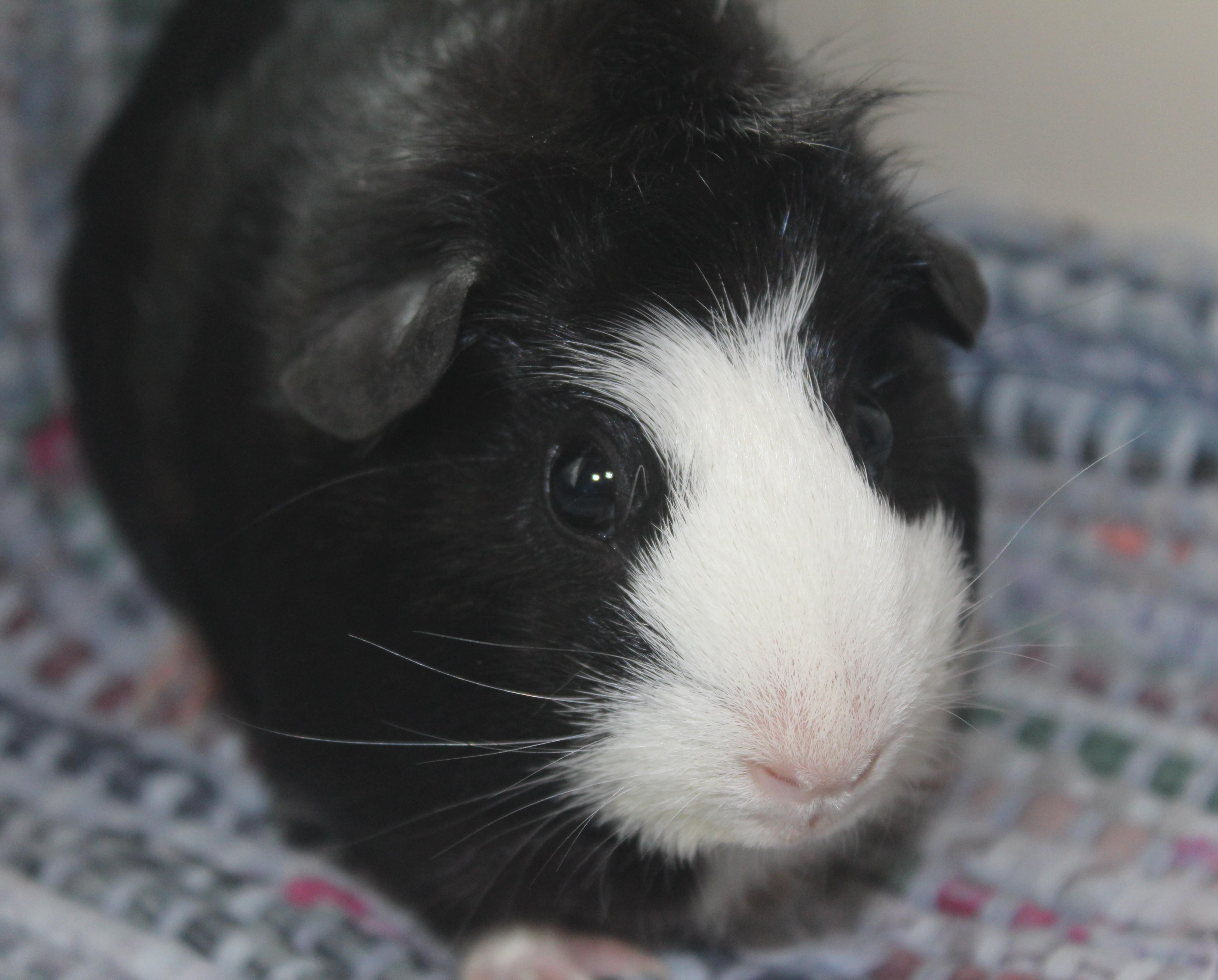Enlarge Loretta, an adopted Guinea Pig in Huron, SD image 4/4
